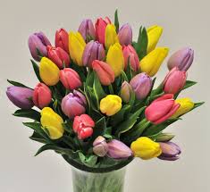 stories/513/images/Spring_Tulips.jpg